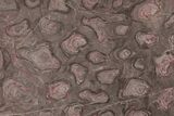 Polished Stromatolite (Inzeria) Slab - Million Years #208159-1